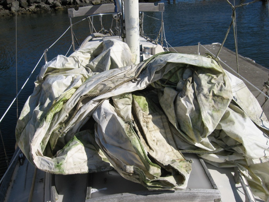 Unfortunately the mainsail had been stored on deck.  The Oregon winter started a great crop of moss.